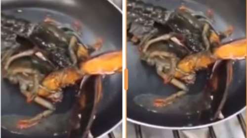 Σοβαρή καταγγελία: Ταβέρνα στην Αθήνα τηγανίζει ζωντανούς αστακούς, αναρτά βίντεο και απειλεί όποιον αντιδρά