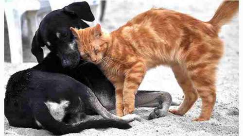 Πρωτοφανής θηριωδία στο Βαρθολομιό Ηλείας: Θανάτωσαν με φόλες πλήθος σκύλων και γατιών