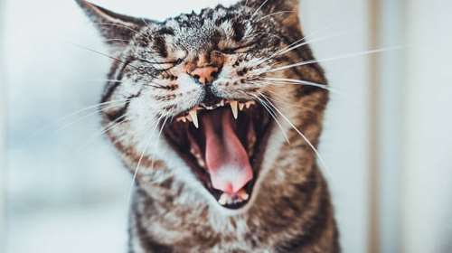 Ποια είναι τα συχνότερα προβλήματα συμπεριφοράς στις γάτες - Πώς να τα σταματήσετε