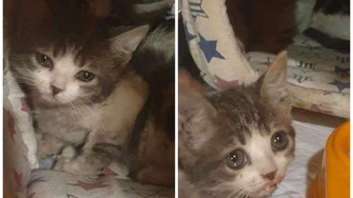 Παγκράτι: Συνελήφθη γυναίκα που έριχνε νερό σε γατάκια για να τα  πνίξει