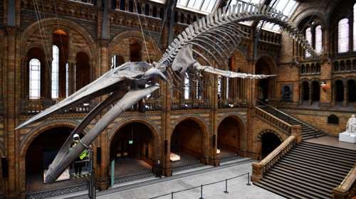 Εντυπωσιακές εικόνες: Ο καθαρισμός του μεγαλύτερου σκελετού μπλέ φάλαινας στον κόσμο σε μουσείο