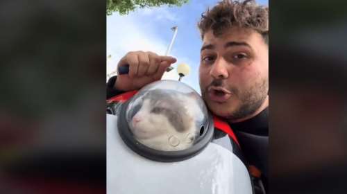 Οδηγός λεωφορείου κατέβασε επιβάτη επειδή μετέφερε τη γάτα του: Παίρνω μηνύματα από κόσμο που πέρασε τα ίδια, είμαι σε σοκ