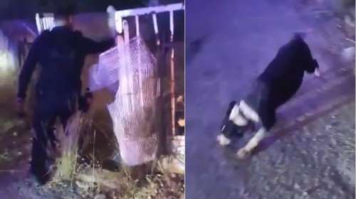 Μάνδρα: Αστυνομικοί σώζουν από τις φλόγες εγκλωβισμένο σκύλο - &quot;Δεν αφήνουμε ζώα αβοήθητα, δεμένα ή εγκλωβισμένα&quot;