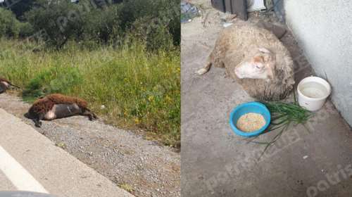 Αυτοκίνητο &quot;θέρισε&quot; πρόβατα στην Ηλεία: Σκληρές εικόνες μετά το ατύχημα