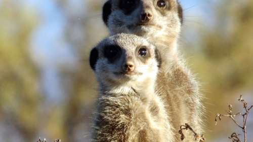 Τι μπορούν να μας διδάξουν τα ζώα για την υπέρβαση της τυραννίας