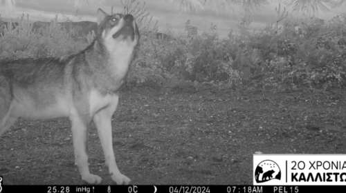 Ταϋγέτος: Καταγράφηκε αγέλη εννέα λύκων – Η τελευταία επίθεση λύκων σε ζώα στην περιοχή ήταν το 1930