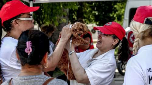 Παγκόσμια Ημέρα Σκύλου - Δράση για τις πρώτες βοήθειες σε σκύλους - Απλές ενέργειες που μπορούν να σώσουν