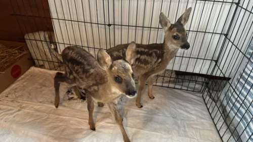 Λαθροθήρες σκότωσαν δυο ζαρκάδια σε καταφύγιο άγριας ζωής - Δύο συλλήψεις