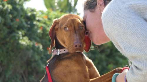 Η Ολιβ ή δεν έκανε καλά τη δουλειά της, ή τη βαρέθηκαν  - Δεν έχει σημασία, εγκαταλείφθηκε και κατέληξε στο κυνοκομείο Τρίπολης