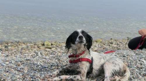 Θα βρεθεί μια μέρα ο άνθρωπος που θα πει θέλω την Φιλιώ και μόνο: Είναι μια πολύ μικροσκοπική σετερίνα