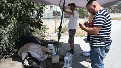 Φωτιά στη Μαγνησία: Δεκάδες αγελάδες κάηκαν σε βουστάσια της περιοχής - Προσοχή σκληρές εικόνες