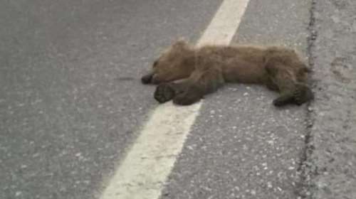 Νεκρό αρκουδάκι από τροχαίο στο &quot;Κλειδί&quot; Αμυνταίου