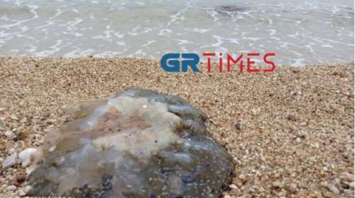 Χαλκιδική: Κοπάδι από μέδουσες σε παραλία στην Ολυμπιάδα [βίντεο]