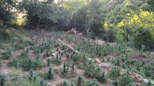 Νέα επιτυχία της ΕΛΑΣ: Εντοπίστηκε φυτεία με χιλιάδες δενδρύλλια κάνναβης με...παρατηρητήρια και πότισμα από πηγή [Εικόνες]