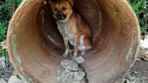 Εικόνες ντροπής: 17 σκυλιά αργοπέθαιναν σε παράνομο εκτροφείο στα Χανιά [βίντεο]