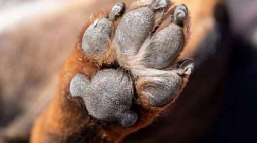 Φρικαλεότητα στον Βόλο: Κατακρεούργησαν αδέσποτο σκύλο -   Μαχαιρωμένες και γάτες στην περιοχή το Σάββατο