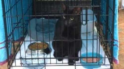 Η δύναμη της φύσης στο Μαϊάμι: Γάτος βγήκε ζωντανός από τα συντρίμμια μετά 16 μέρες