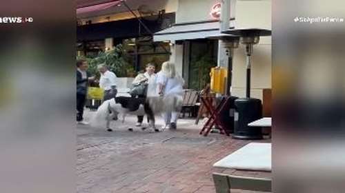 Απίστευτο κι όμως αληθινό: Πόνυ έκανε βόλτα στο κέντρο της Αθήνας με τη συνοδό του [βίντεο]
