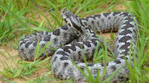 Λάρισα: Απίστευτη περιπέτεια για άνδρα που τον δάγκωσε οχιά - Βίντεο σοκ με παραμόρφωση του χεριού του