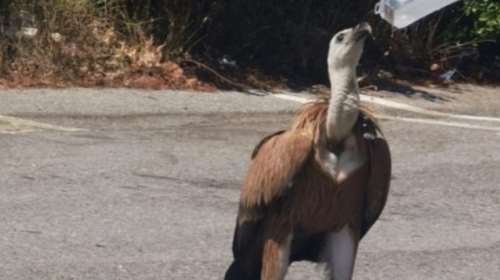 Ιερέας δίνει νερό σε εξαντλημένο όρνιο στην μέση του δρόμου - Σταμάτησε η κυκλοφορία [εικόνες]