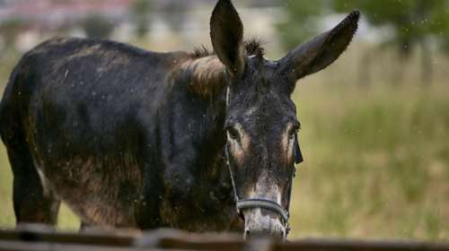 Νέες κακοποιήσεις ζώων: Γαϊδουράκι στα Μέγαρα με κομμένο πόδι - Εσερνε ασβό με το μηχανάκι στην Καβάλα