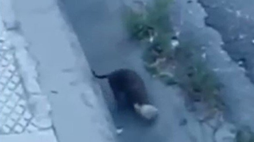 Απίστευτο: Γέμισε αρουραίους το κέντρο των Χανίων - Δεν τους πειράζουν ούτε οι ...γάτες [βίντεο]