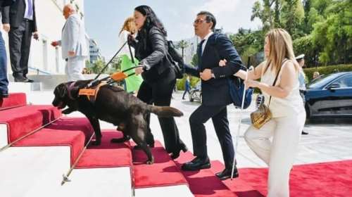 Μπάμπου: Ο σκύλος - οδηγός που έκλεψε την παράσταση στην ορκωμοσία της Bουλής - Πανέμορφος και χαρούμενος