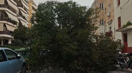 Πτώσεις δέντρων λόγω θυελλωδών ανέμων σε πολλές περιοχές στην Αττική