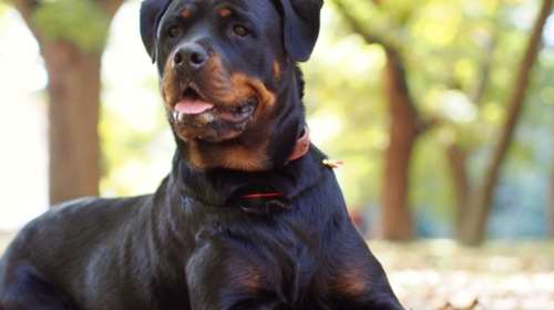 Μεσσηνία: Σκύλος πήγε να κατασπαράξει το αφεντικό του - Αστυνομικός αναγκάστηκε να τον πυροβολήσει