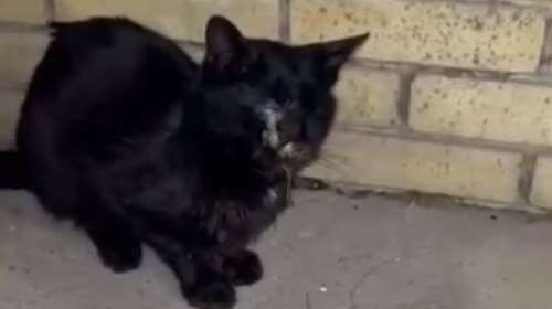 Έκκληση βοήθειας από την Alma Libre για τον γατούλη Βέιντερ