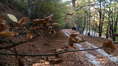 Δασικοί χάρτες: Οδηγός με 22 ερωτήσεις και απαντήσεις - Τι προβλέπεται για τα δασικά αυθαίρετα