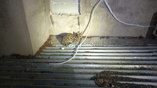 Ένα Σερβάλ στο Μεταξουργείο: Η ειδοποίηση του ΑΝΙΜΑ στo Alma Libre - Eπεσε στο κενό από τον 5ο όροφο