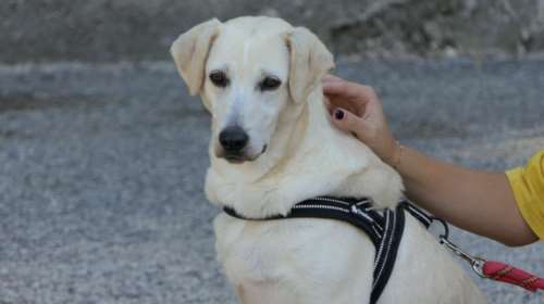 Η Πανδώρα ήταν στο δημοτικό κυνοκομείο Σπάρτης μέσα σε ένα κουτί