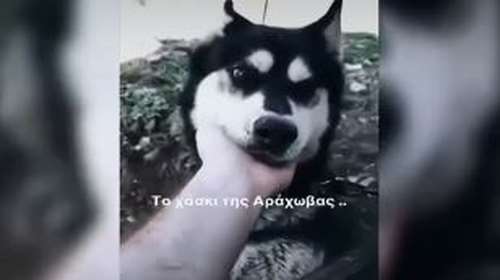 Αράχωβα: Στην αποθήκη που ήταν ο Όλιβερ βρέθηκαν κρανία σκύλων, λέει η πρόεδρος της Πανελλήνιας Ομάδας κατά της κακοποίησης ζώων