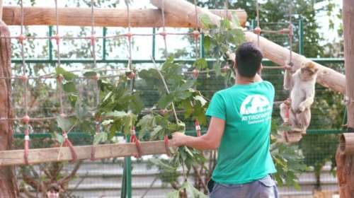 Αττικό Ζωολογικό Πάρκο: Απειλούνται 300 ζώα στα Σπάτα λόγω του lockdown