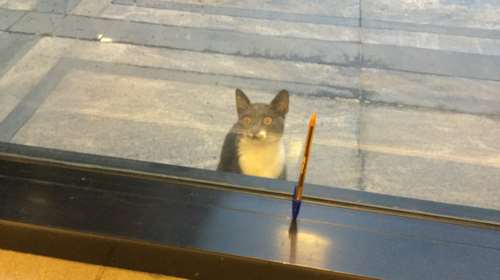 Πρωκτικοί αδένες σε σκύλο και σε γάτα: Τι είναι - Oι κινήσεις του ζώου που πρέπει να σας αφυπνίσουν