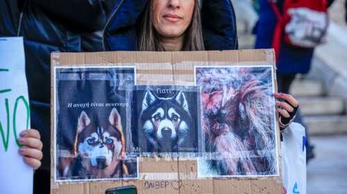 Δίωξη για τον Όλιβερ: Είμαστε εν αναμονή της κλήσης του κατηγορουμένου - Τι λέει ο δικηγόρος του κηδεμόνα του χάσκι