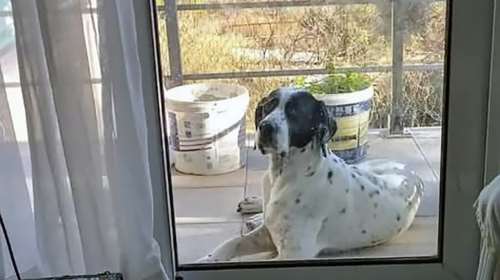 Αδιανόητο: Εβαλαν 1.300 ευρώ πρόστιμο σε ηλικιωμένους, γιατί τάιζαν αδέσποτο στη Ρόδο