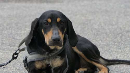 Φρίντα: Όταν βλέπει κόσμο στέκεται στα δύο πόδια στην άκρη στα κάγκελα, παρακαλώντας για λίγη προσοχή