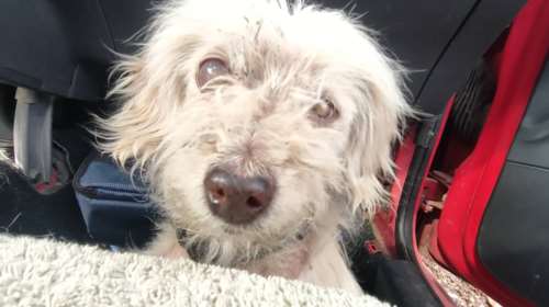 Τυφλή σκυλίτσα βρέθηκε στη θάλασσα στον Ασπρόπυργο - Ακουσε τις φωνές της περαστικός ενώ πάλευε να ανέβει σε βράχο