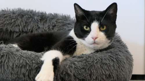 Σώστε ένα αδεσποτάκι:  Ο Χέντριξ είναι αυτός ο γάτος ο αρσενικός ο γάταρος, ο τρανός, ο μεγάλος