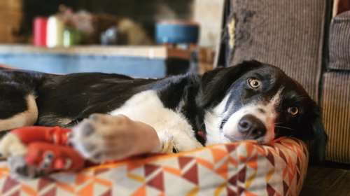 Από εκεί που ζούσε αδέσποτη σε ένα χωριό, μια μέρα μπήκε σε ένα σπίτι - Ηταν σαν να έμενε πάντα εκεί