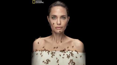 Αντζελίνα Τζολί: Άλουστη και άπλυτη επί 3 μέρες με δεκάδες μέλισσες στο πρόσωπο και το σώμα της