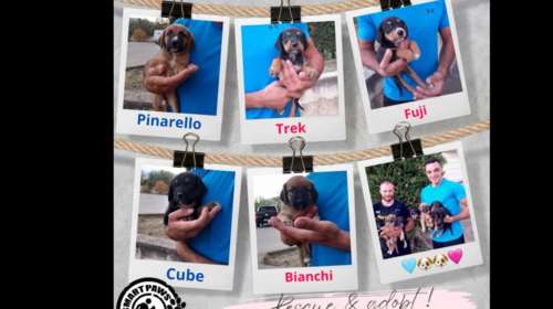 Mμμμ αυτά είναι καθαρόαιμα γλυκοκούταβα - Και τα 7 είναι υπέροχα: Επιβίωσαν ολομόναχα, μόνο με τη μαμά τους