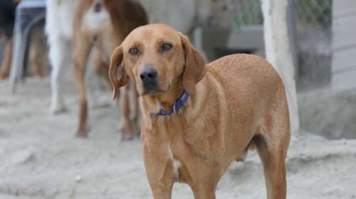 Μάλγαρα: Οδηγούσε το αυτοκίνητο με τον σκύλο του δεμένο απ’ έξω – Συνελήφθη ο 67χρονος