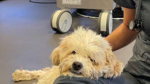 Σώστε ένα αδεσποτάκι: Ολου του κόσμου οι Κυριακές λάμπουν στο πρόσωπό του