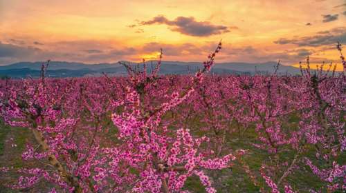 Το ελληνικό &quot;χανάμι&quot;: Κοσμοσυρροή στις ανθισμένες ροδακινιές της Βέροιας - Ηρθε επίσημα η άνοιξη [εικόνες]