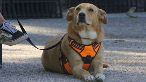 Φανταστείτε τον τέλειο σκύλο που συμμετέχει σε όλα με σοβαρότητα, με αυτογνωσία, με ενσυναίσθηση - Perfectly in me perfect