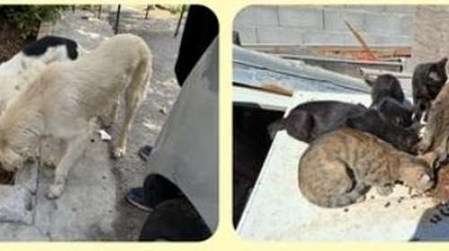 Εκκληση για βοήθεια από τα Φαντάσματα του Ασπροπύργου: Εχουν ανάγκη από ξηρά τροφή και κονσέρβες για σκύλους και γάτες