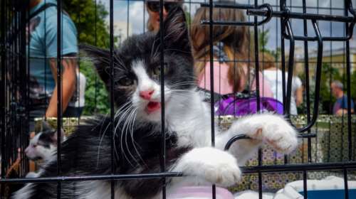 Λευχαιμία στη γάτα: Ποια γατιά βρίσκονται σε κίνδυνο έκθεσης στον ιό